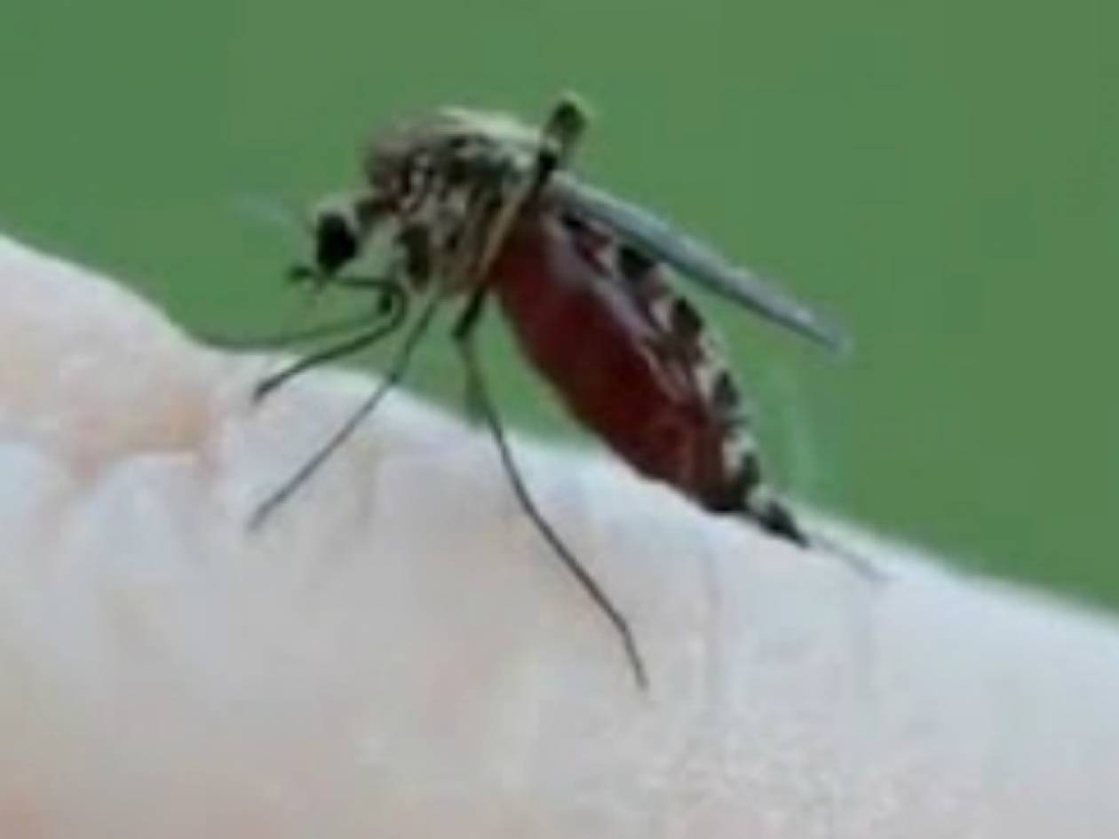 Απίστευτο βίντεο: Πώς τσιμπάει το κουνούπι