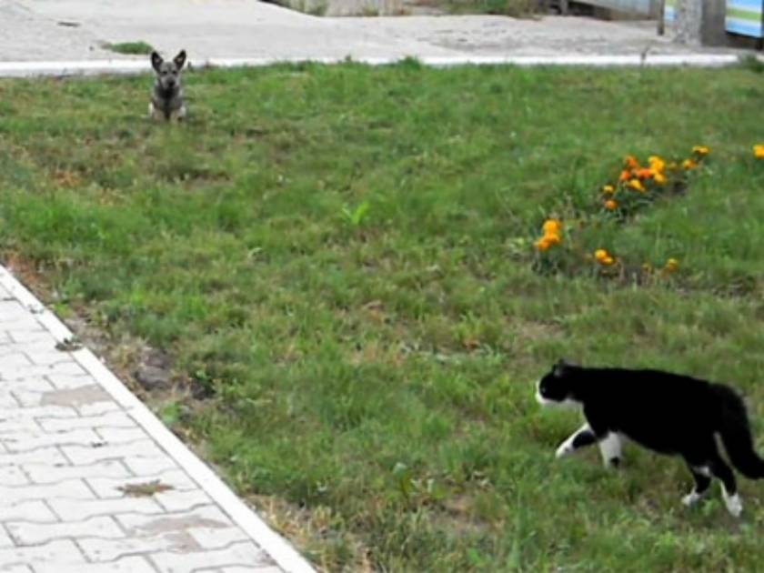 VIDEO: Επική μονομαχία σκύλου και γάτας