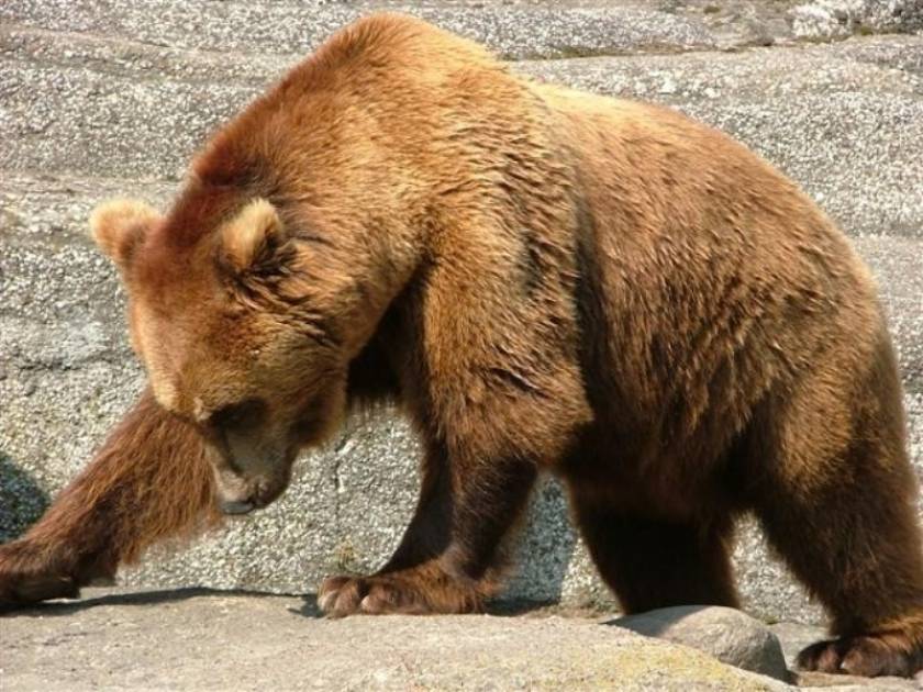 Απίστευτο: Αρκούδα στη Φλώρινα επιτέθηκε σε δύο τουρίστες
