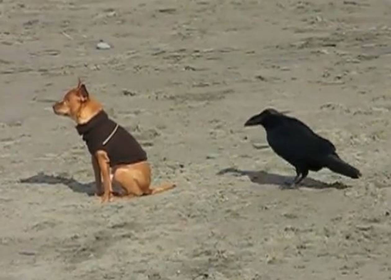 Video: Το κοράκι και η ουρά του σκύλου