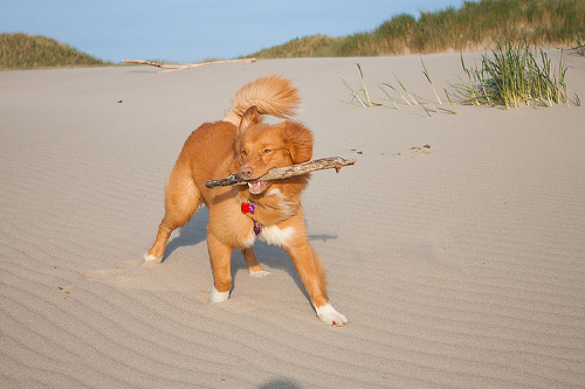 Ντένβερ: Το πιο γλυκό σκυλάκι στον κόσμο κατακτά το Διαδίκτυο (pics)