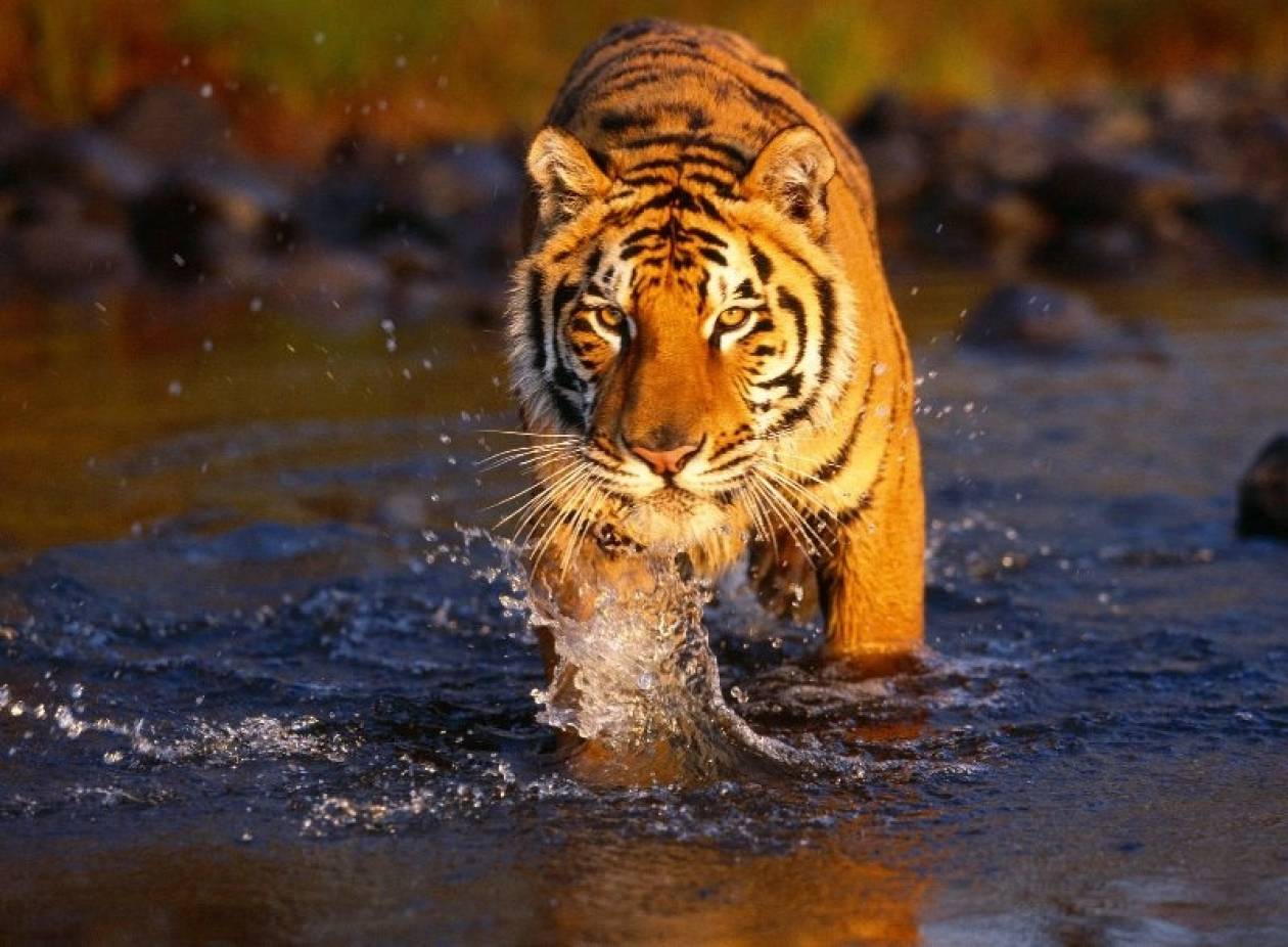 Ινδία: Οι τίγρεις απειλούνται από την ανάπτυξη του τομέα ενέργειας