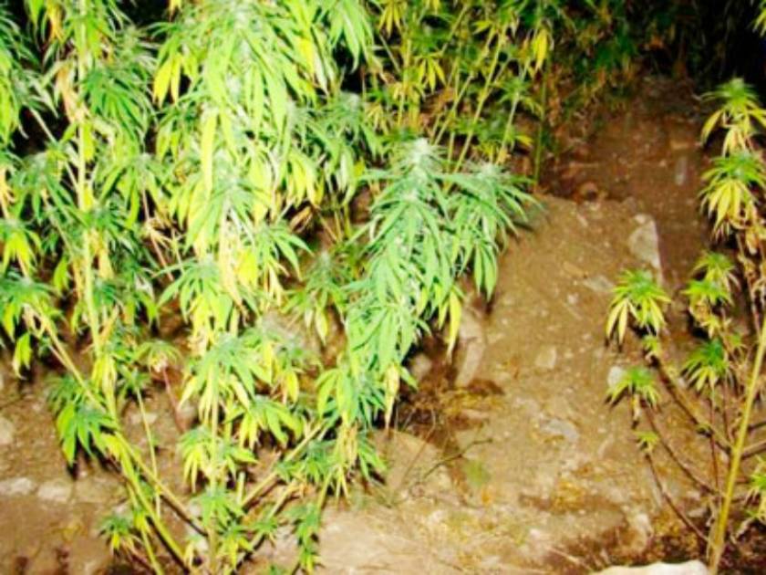 Καβάλα: Εντοπίστηκε φυτεία με 554 δενδρύλλια χασίς