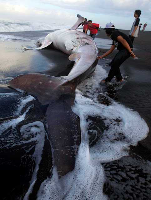 Άδοξο τέλος για το μεγαλύτερο ψάρι στον κόσμο (pics)