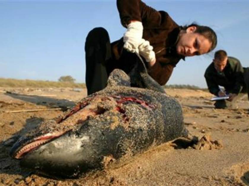 Δύο νεκρά δελφίνια σε παραλίες της Μαύρης Θάλασσας