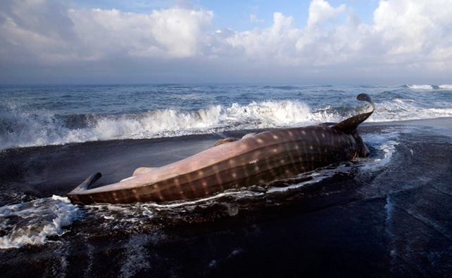 Άδοξο τέλος για το μεγαλύτερο ψάρι στον κόσμο (pics)