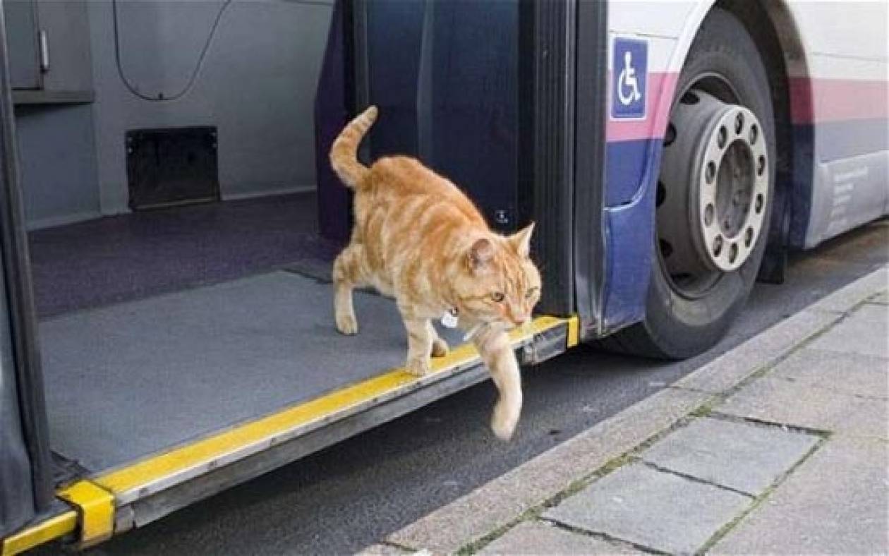 Ένας γάτος που λατρεύει το λεωφορείο