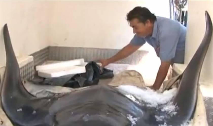 Video: Σαλάχι 100 κιλών έπιασε ψαράς στον Σαρωνικό