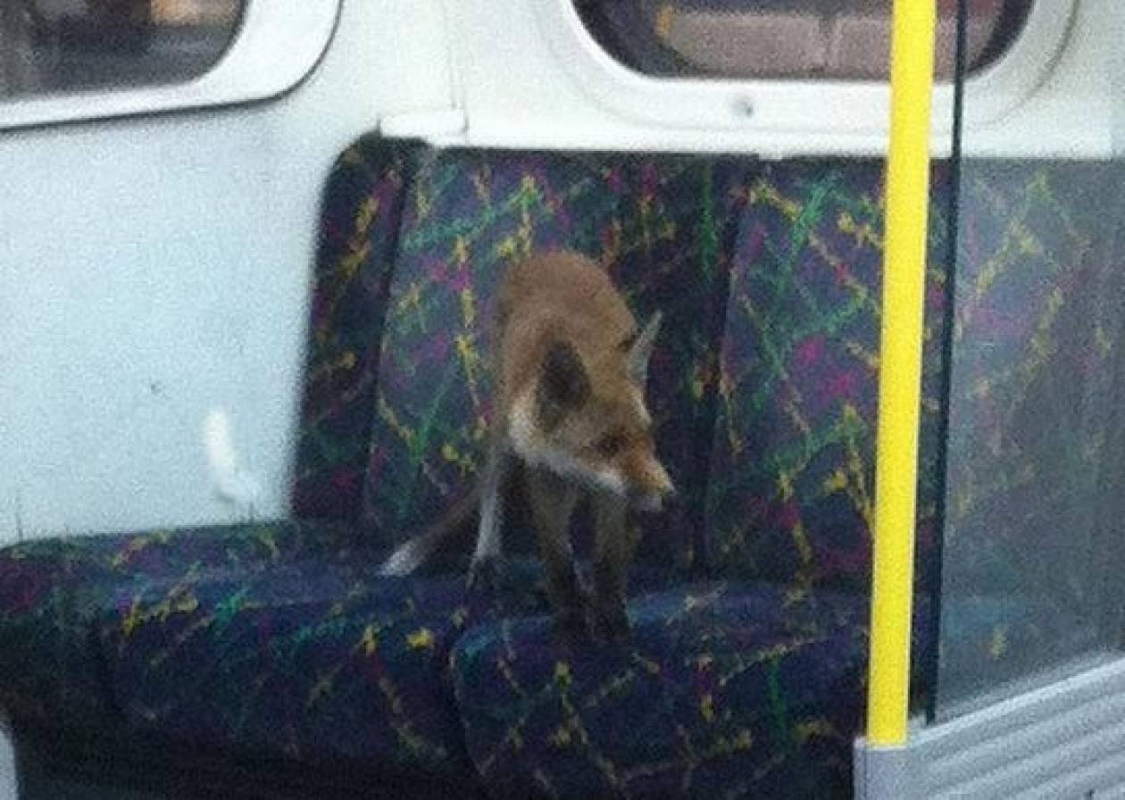 Η αλεπού μπήκε στο μετρό