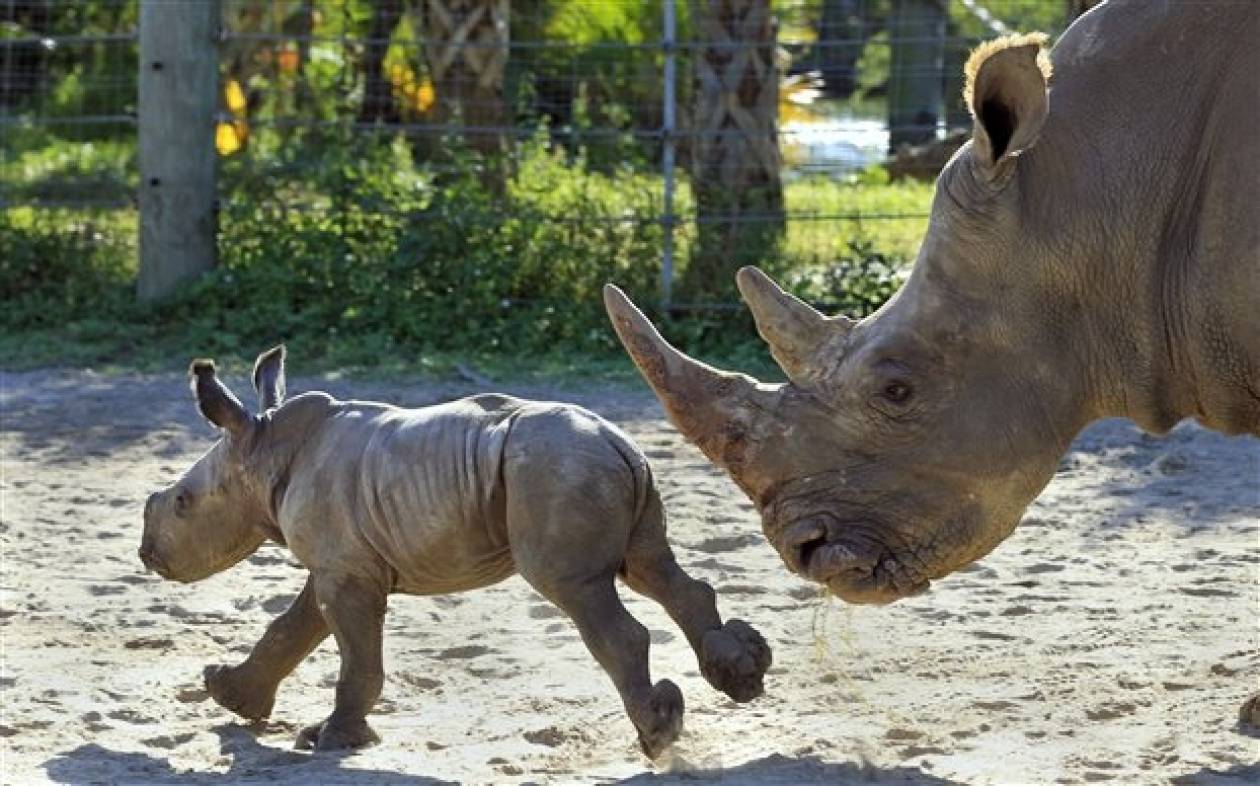 Αφρική: Το πρώτο ορφανοτροφείο για ρινόκερους