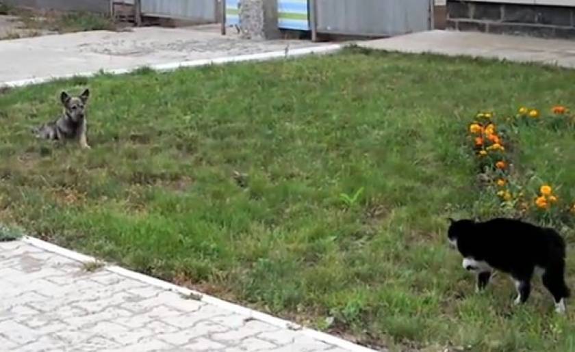Video: Επική μονομαχία σκύλου και γάτας