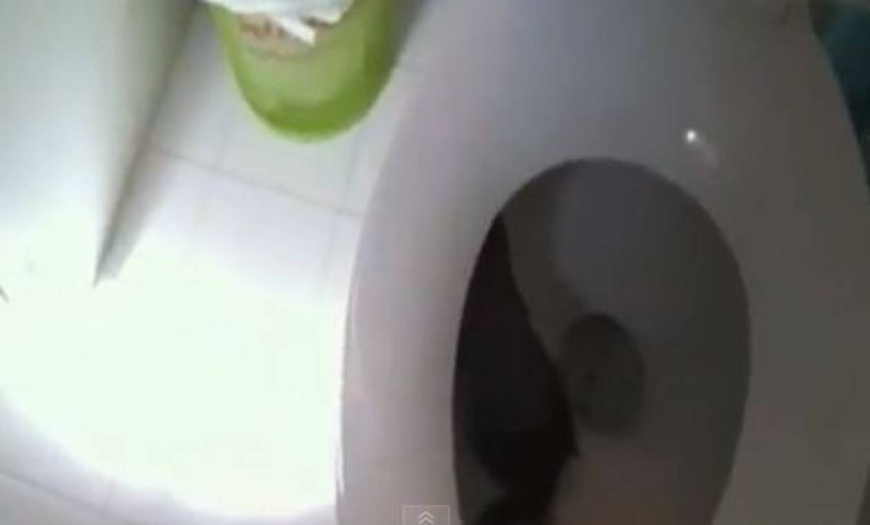 Ο σκίουρος της… τουαλέτας