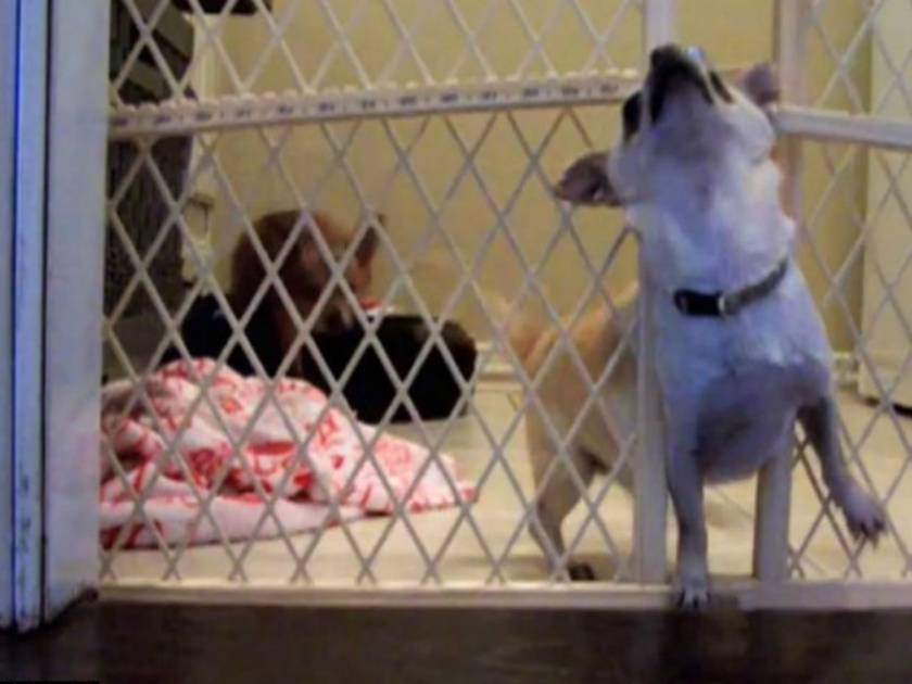 Ξεκαρδιστικό βίντεο: Η μεγάλη απόδραση... του σκύλου!