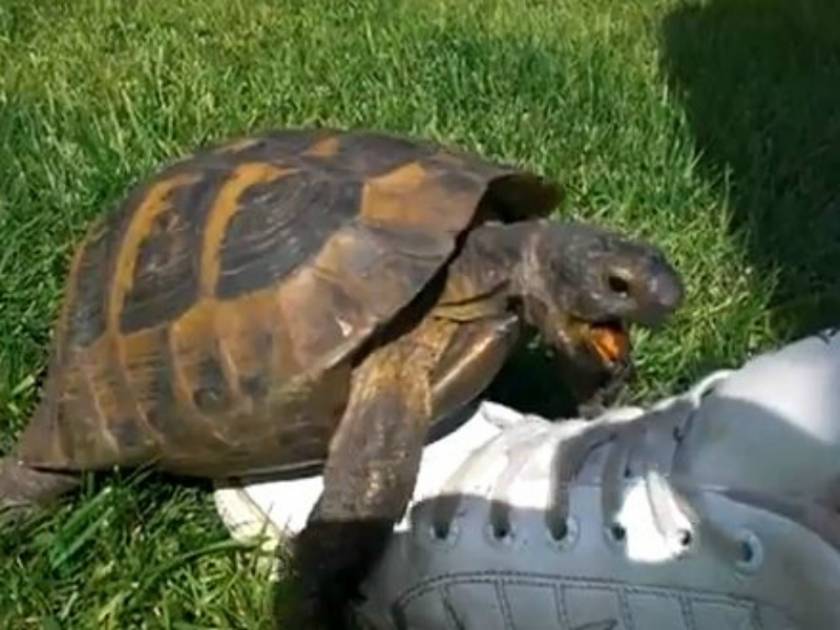 Ξεκαρδιστικό: Χελώνα κάνει σεξ με ένα παπούτσι!