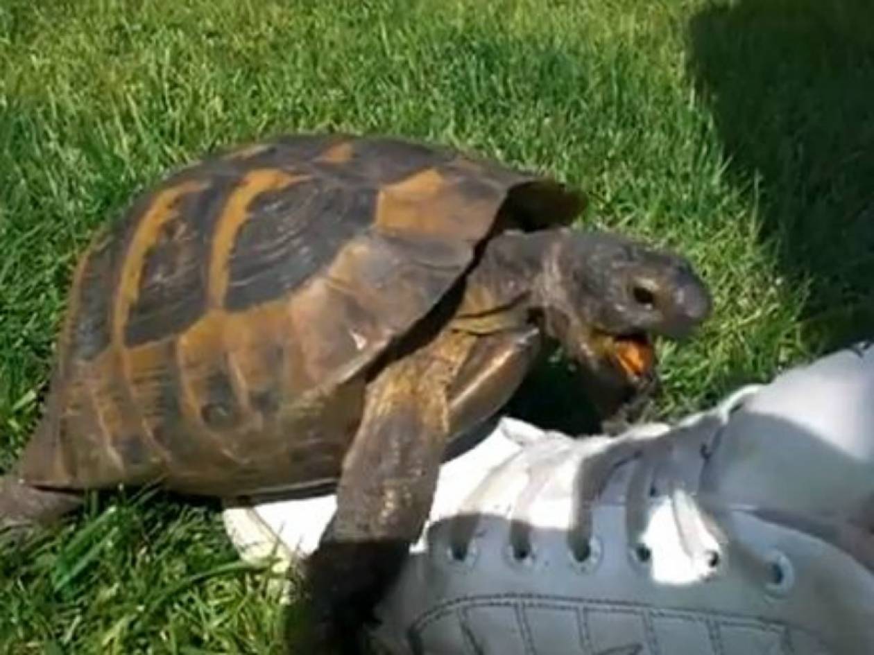 Ξεκαρδιστικό: Χελώνα κάνει σεξ με ένα παπούτσι!