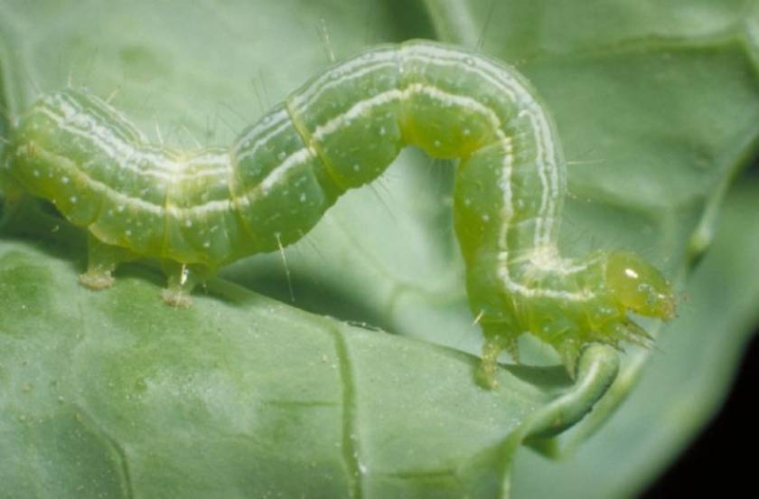 Καρδίτσα: Το πράσινο σκουλήκι «θερίζει» τις βαμβακοκαλλιέργειες