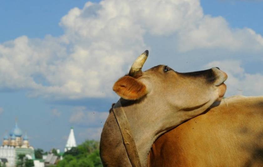 Αγελάδα ανέβηκε σε ταράτσα για να γλιτώσει από «ξαναμμένο» ταύρο