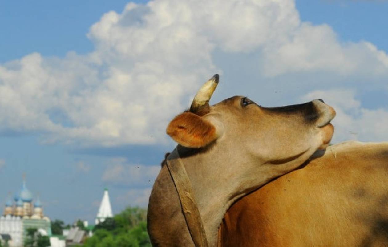 Αγελάδα ανέβηκε σε ταράτσα για να γλιτώσει από «ξαναμμένο» ταύρο