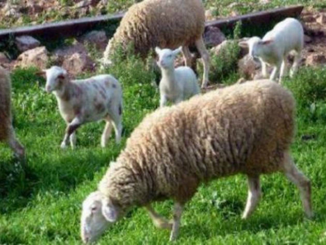 Πρόβατα στέλνουν sms όταν δέχονται επίθεση από λύκους!