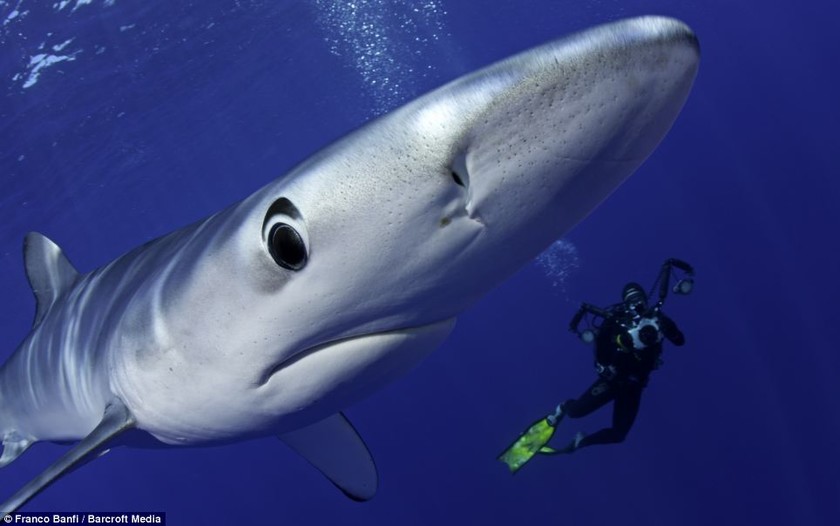 Εκπληκτικές φωτογραφίες με καρχαρίες!