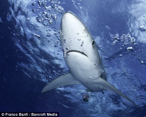 Εκπληκτικές φωτογραφίες με καρχαρίες!