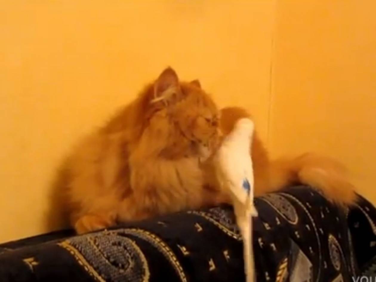Βίντεο: Τι παθαίνει ένας παπαγάλος όταν ενοχλεί μια γάτα