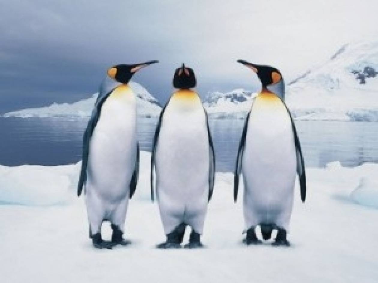 VIDEO: «Φτιαγμένος» πιγκουίνος κάνει το γύρο του Κόσμου!