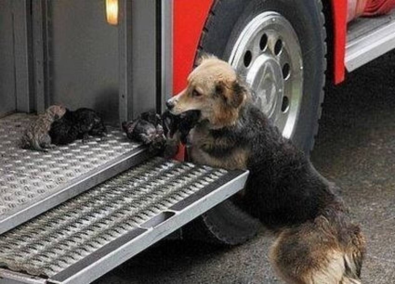 Σκυλίτσα σώζει τα μικρά της από τις φλόγες