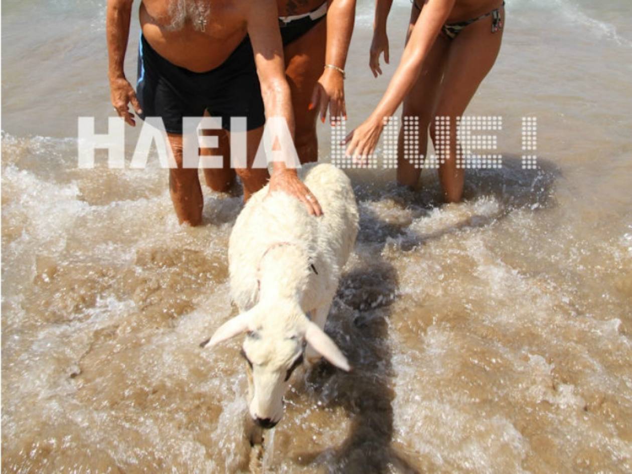 Μπέλα: Η προβατίνα που κάνει μπάνιο σε παραλία της Ηλείας (vid)
