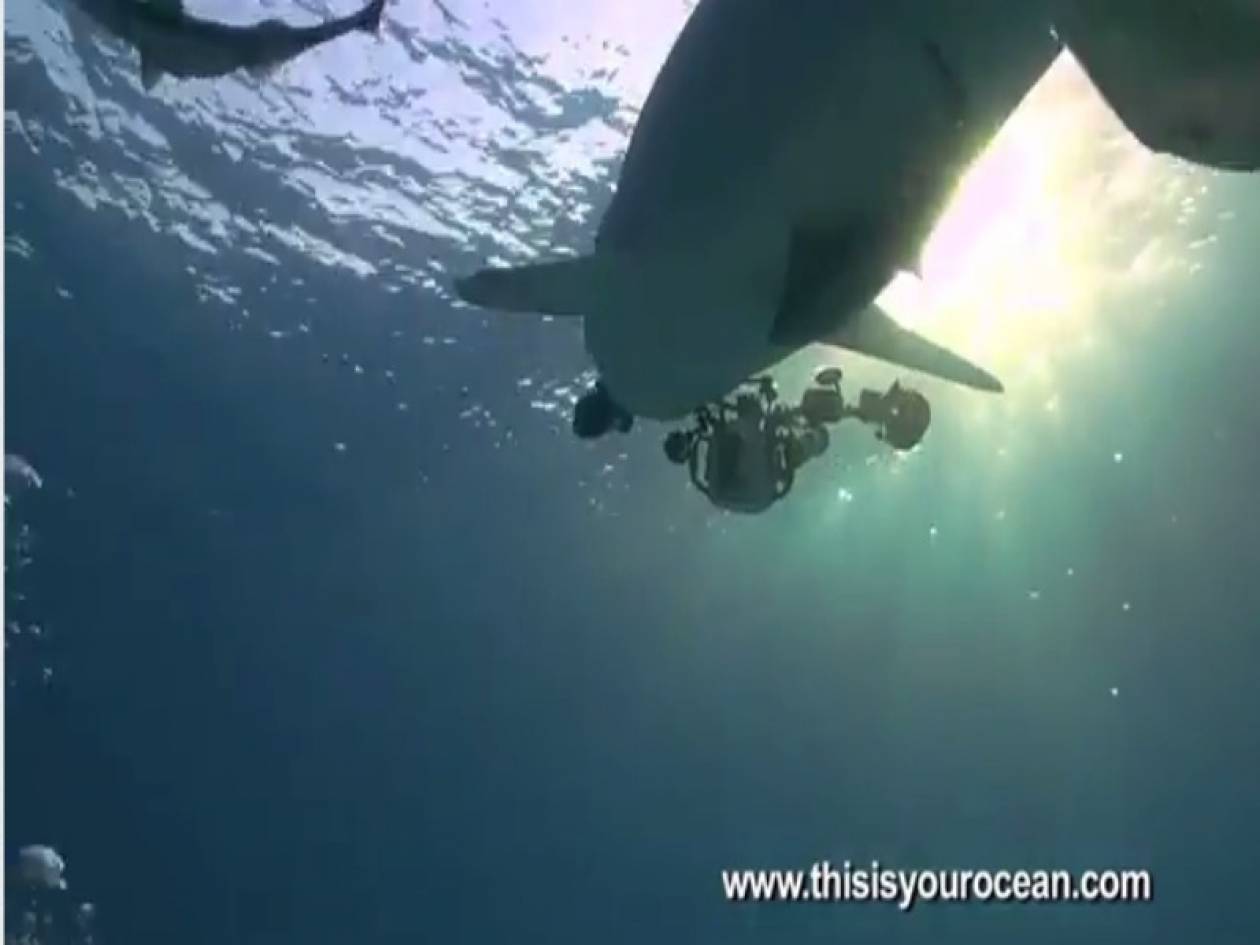 Video: Καρχαρίας τα... πήρε και επιτέθηκε σε κάμερα!