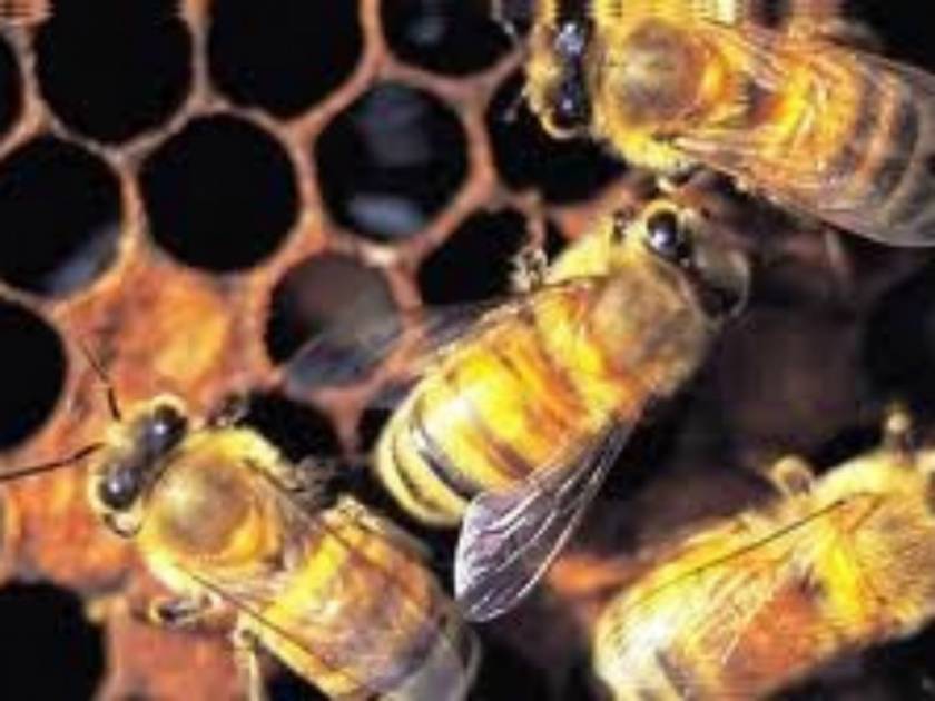 Εάν η μέλισσα εξαφανιστεί ο άνθρωπος θα έχει μόνο 4 χρόνια ζωής