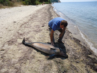 Βρέθηκε νεκρό δελφίνι στη Χαλκιδική