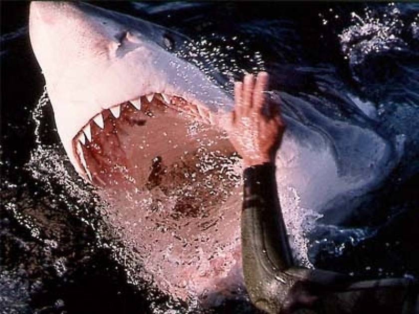 35 είδη καρχαρία ζουν στα ελληνικά νερά