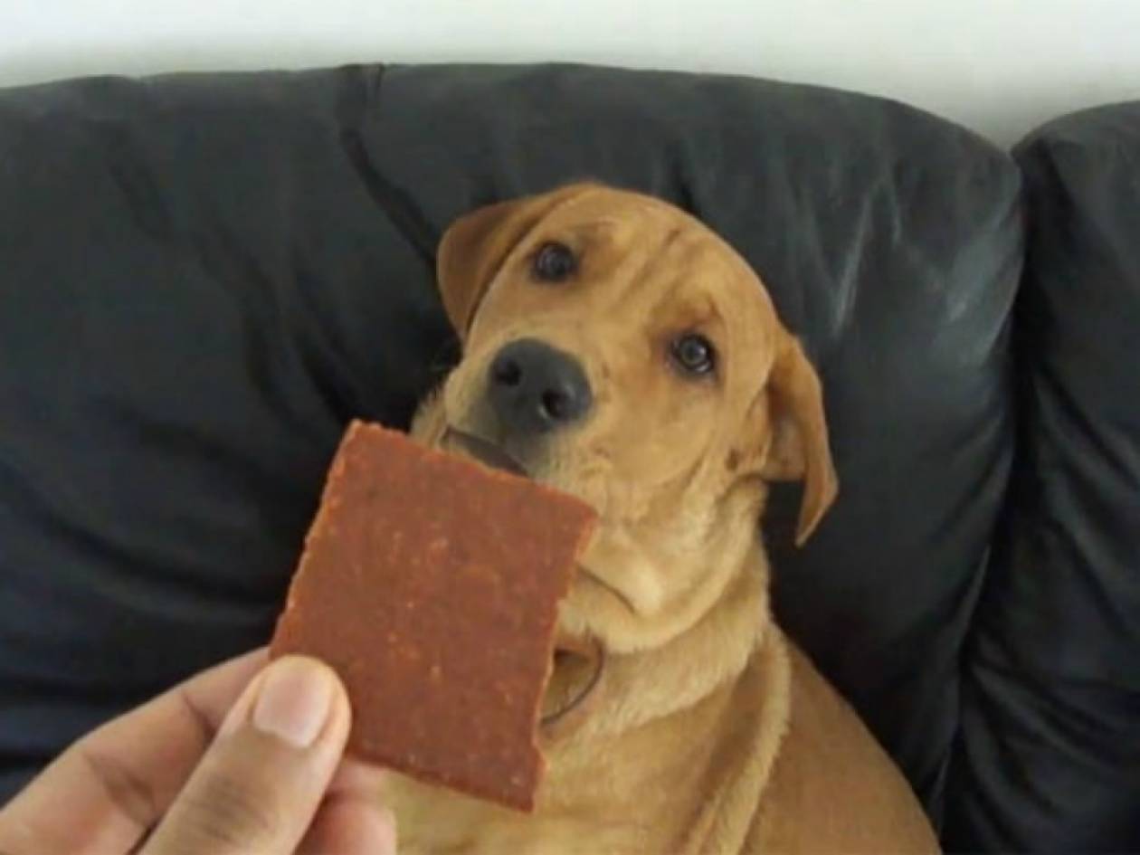 Βίντεο: Ξεκαρδιστική αντίδραση σκύλου σε τροφή που δεν του αρέσει