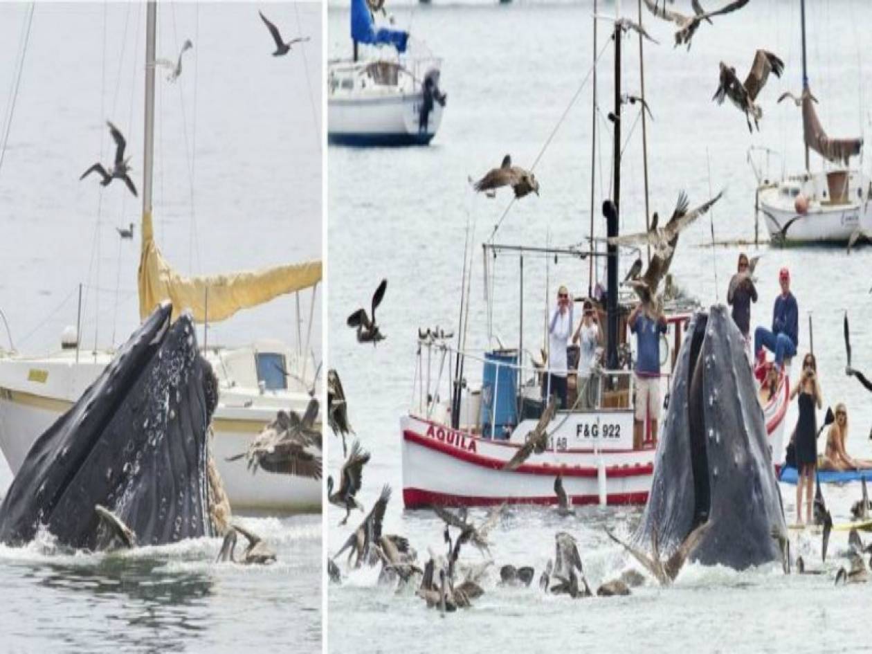 Video: Σπάνιο θέαμα - Φάλαινες βγήκαν στα ρηχά για να φάνε