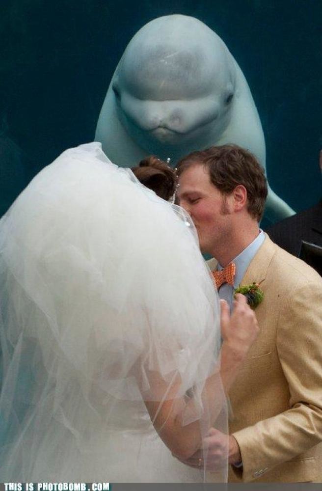 Τα πιο αστεία γαμήλια photobombing! (pics)