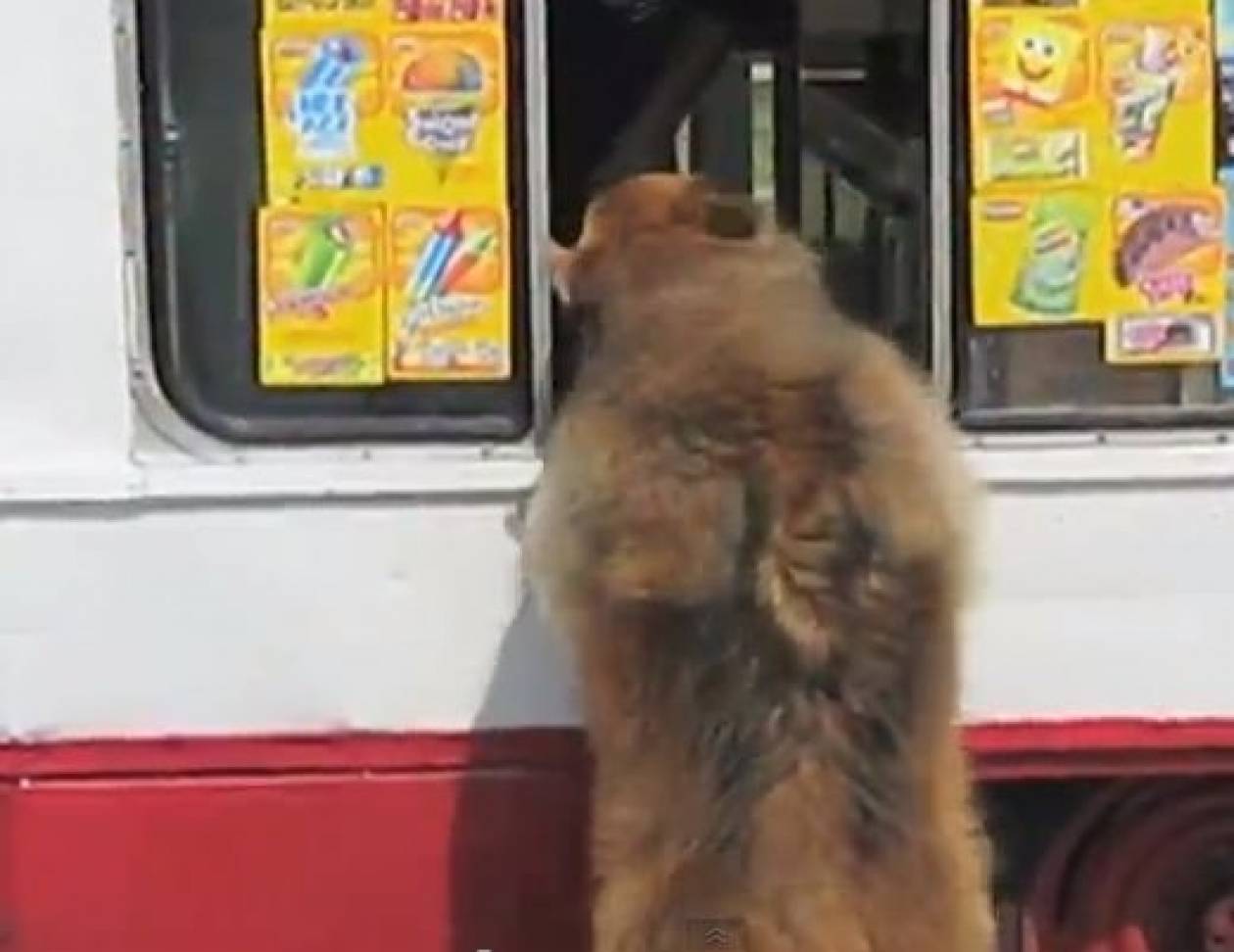 Video: Ο σκύλος και το παγωταζίδικο