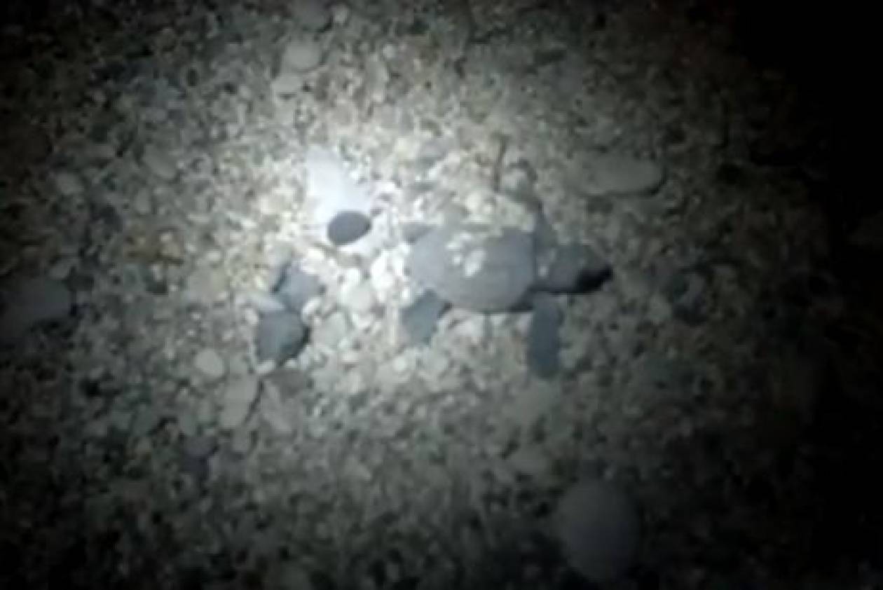 Video: Θαλάσσια χελωνάκια εκκολάφθηκαν στη Λευκάδα