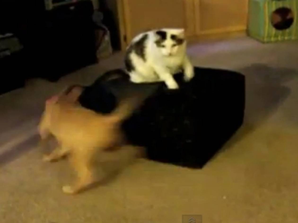Απίθανο βίντεο: Γάτα κυνηγάει σκύλο που κυνηγάει το λουρί του