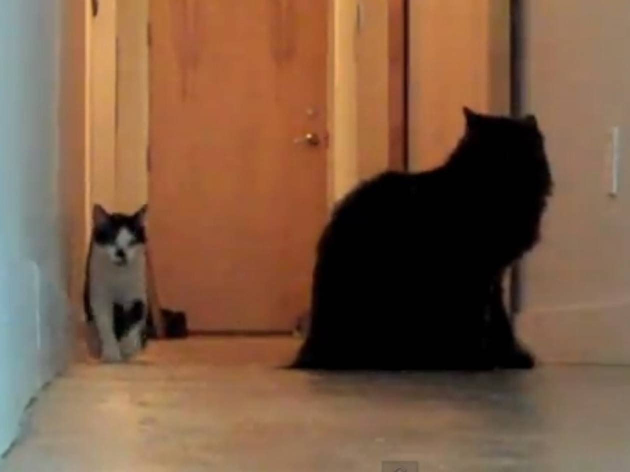 Βίντεο: Η γάτα - μπαλαρίνα!