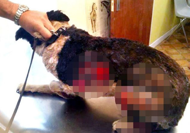 ΠΡΟΣΟΧΗ ΣΚΛΗΡΕΣ ΕΙΚΟΝΕΣ: Κτήνη έβαλαν φωτιά σε σκύλο