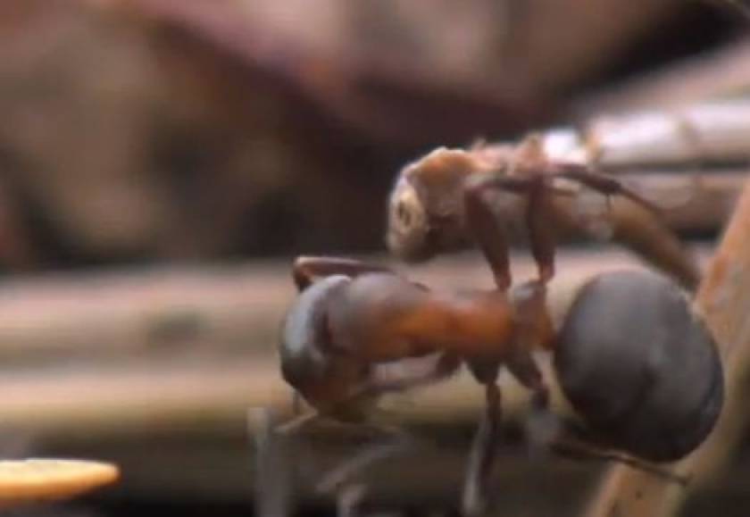 Video: Θα τοποθετήσουν μικροτσίπ πάνω στα μυρμήγκια