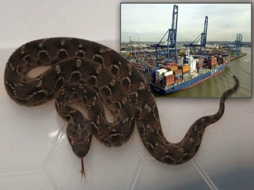 Το πιο θανατηφόρο φίδι στον κόσμο ταξίδεψε από την Ινδία... με πλοίο!