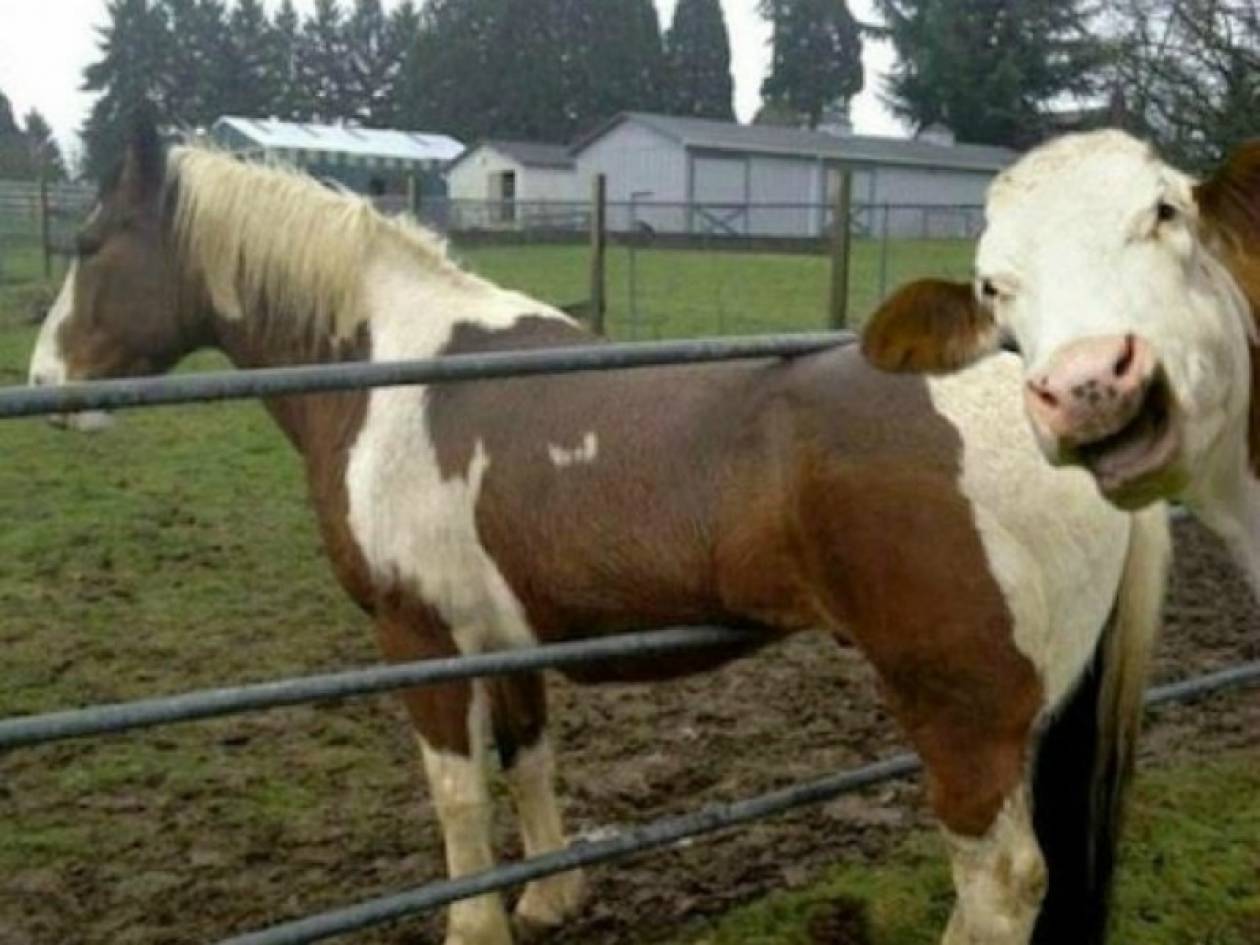 Αγελάδα κάνει photobombing σε άλογο!