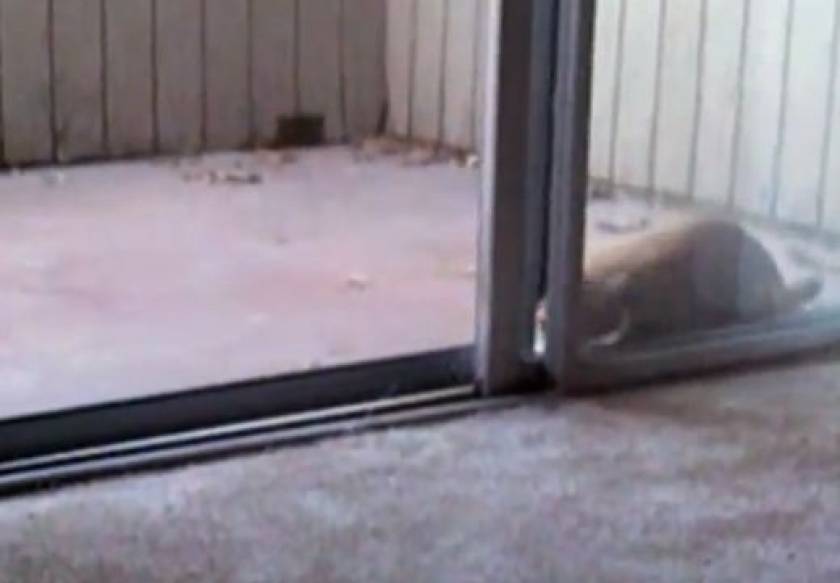 Video: Οι γάτες ανοίγουν πόρτες