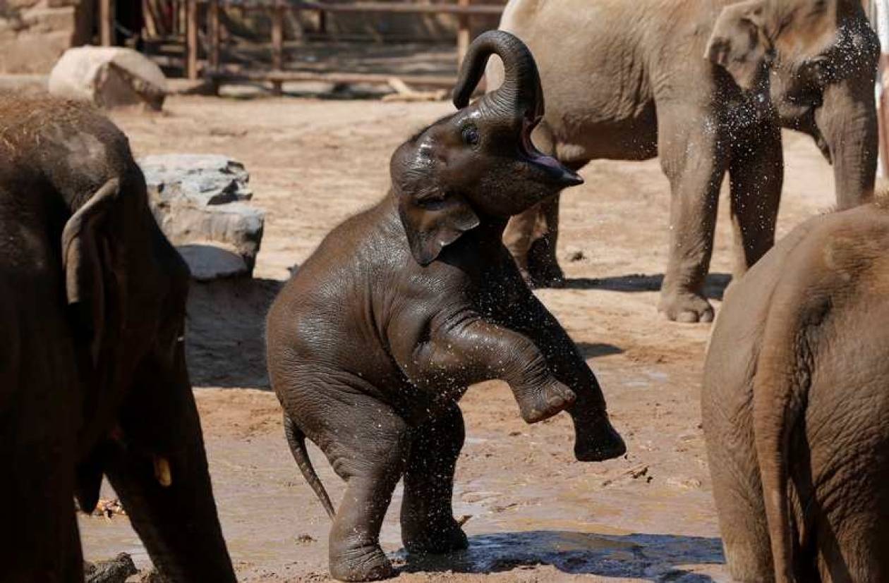 Δείτε ένα χαριτωμένο ελεφαντάκι να «παίρνει» το... μπάνιο του!