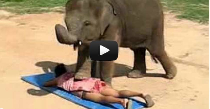 Εκπληκτικό: Δείτε ελέφαντα να προσφέρει... μασάζ σώματος (Video)
