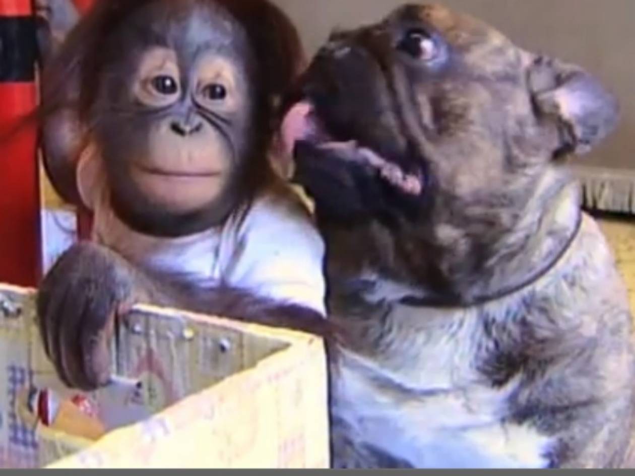 Βίντεο: Δέκα παράξενα ζευγάρια ζώων!