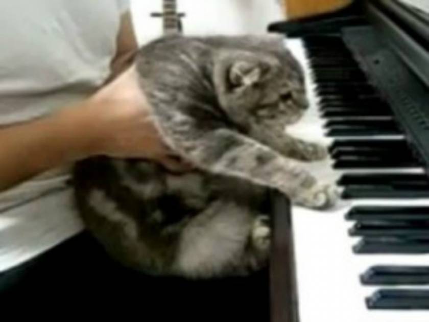 Βίντεο: H μετεμψύχωση του Μπετόβεν είναι… γάτα!