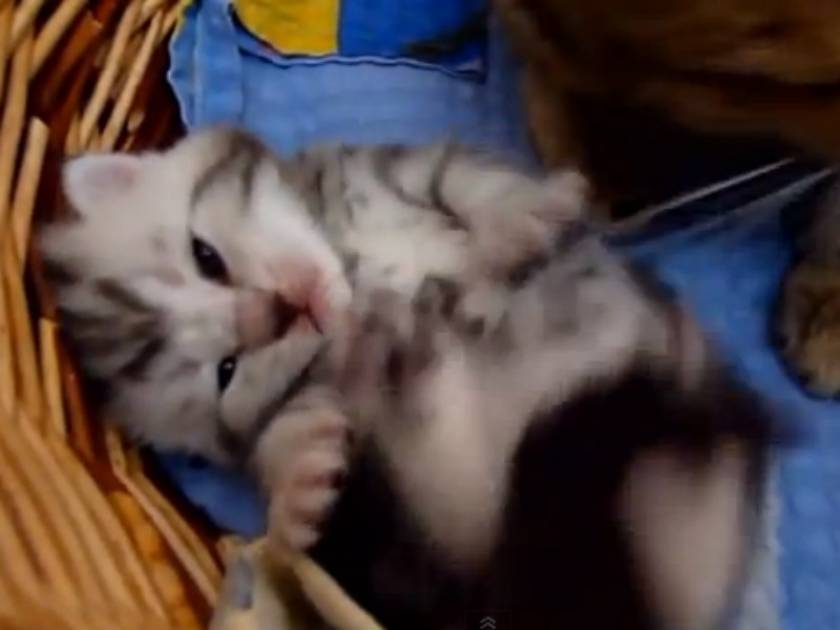 Τρυφερό βίντεο: Γατάκι κάνει αγκαλιές με τη μαμά του